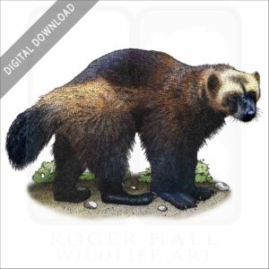 Wolverine stock image