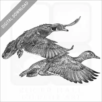 Wood Ducks