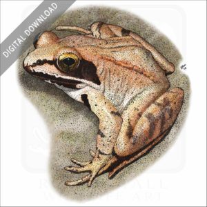 Wood Frog stock image