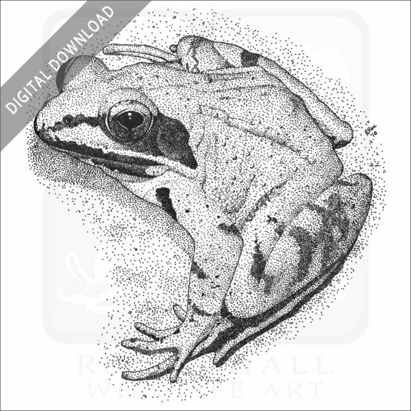 Wood Frog