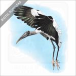 Wood Stork stock image