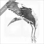 Wood Stork
