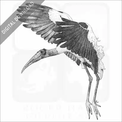Wood Stork