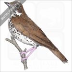 Wood Thrush stock image