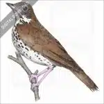 Wood Thrush stock image