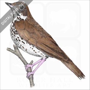 Wood Thrush stock image