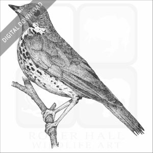 Wood Thrush