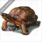 Wood Turtle stock image