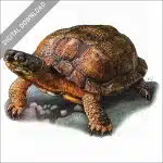 Wood Turtle stock image