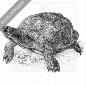 Wood Turtle