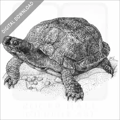 Wood Turtle