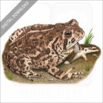 Woodhouse's Toad stock image