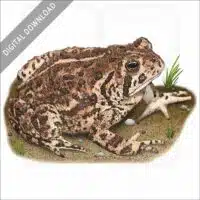 Woodhouse's Toad stock image