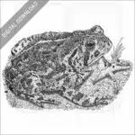 Woodhouse's Toad