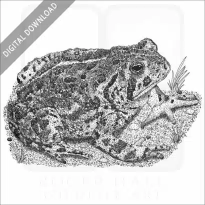 Woodhouse's Toad