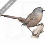 Wrentit stock image