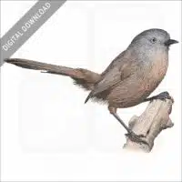 Wrentit stock image