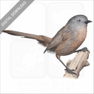 Wrentit stock image