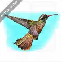 Xantus's Hummingbird stock image