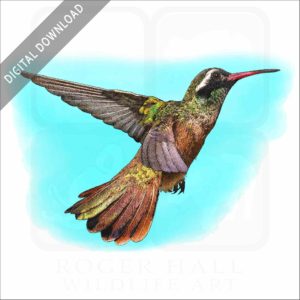 Xantus's Hummingbird stock image