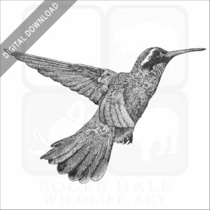 Xantus's Hummingbird