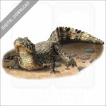 Yacare Caiman stock image