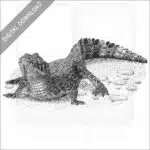 Yacare Caiman