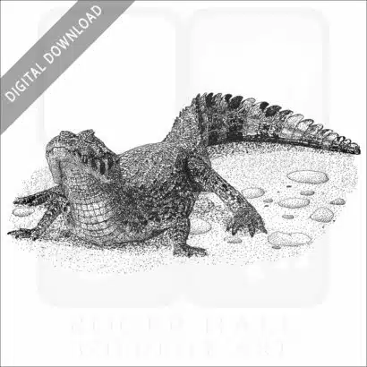 Yacare Caiman