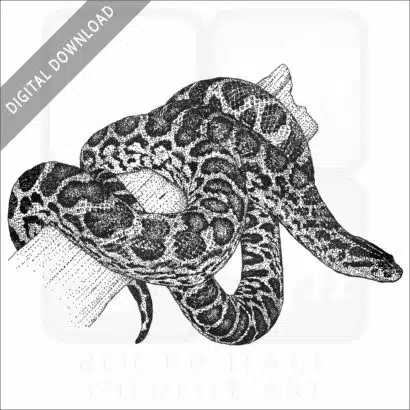 Yellow Anaconda