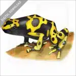 Yellow-Banded Poison Dart Frog stock image