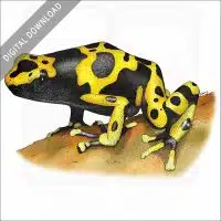 Yellow-Banded Poison Dart Frog stock image