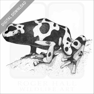 Yellow-Banded Poison Dart Frog
