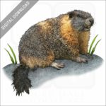 Yellow-Bellied Marmot stock image