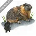 Yellow-Bellied Marmot stock image