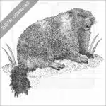 Yellow-Bellied Marmot