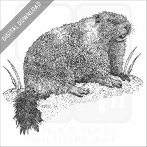 Yellow-Bellied Marmot