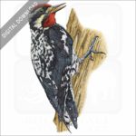 Yellow-Bellied Sapsucker stock image