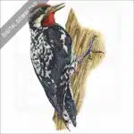 Yellow-Bellied Sapsucker stock image