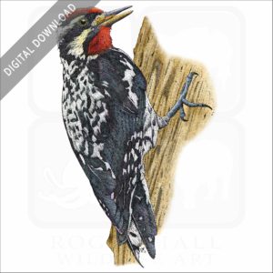 Yellow-Bellied Sapsucker stock image