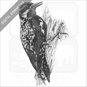 Yellow-Bellied Sapsucker