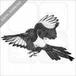 Yellow-Billed Magpie