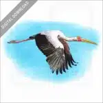 Yellow-Billed Stork stock image