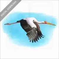 Yellow-Billed Stork stock image