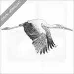 Yellow-Billed Stork