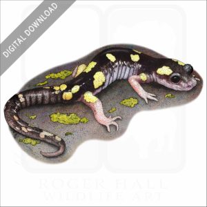 Yellow-Blotched Ensatina stock image