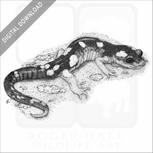 Yellow-Blotched Ensatina