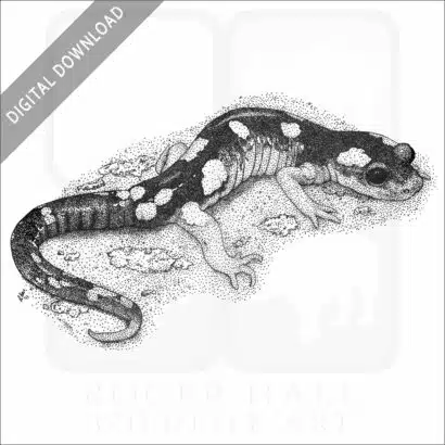 Yellow-Blotched Ensatina