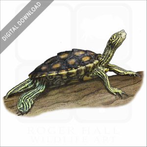 Yellow-Blotched Sawback Turtle stock image