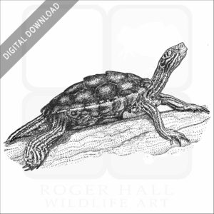 Yellow-Blotched Sawback Turtle