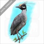 Yellow-Crowned Night Heron stock image